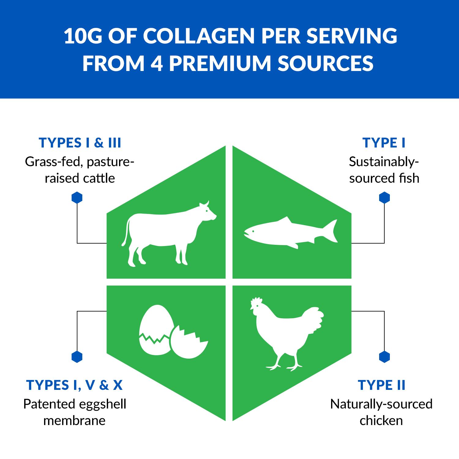 Infographic showing 10g of collagen per serving from four premium sources: bovine, fish, eggshell membrane and chicken